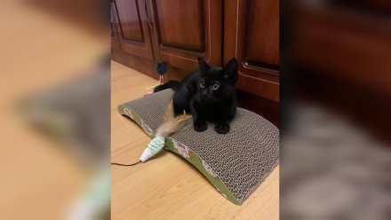 В Воронеже спасённый из вентиляционной шахты дома котёнок обрёл хозяев