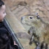 В воронежском океанариуме поселились капибары