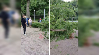 Огромный тополь рухнул на площадку с людьми в воронежском Центральном парке