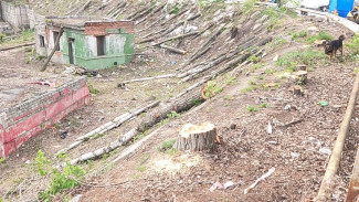В Воронеже вырубили 40 тополей и сожгли их у жилых домов