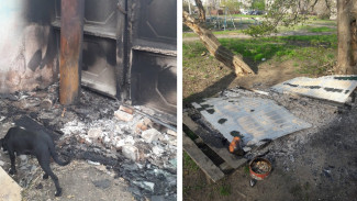 В Воронежской области сожгли частный приют для бездомных собак  