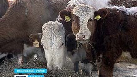 Задача максимум: обеспечить регион мясом собственного производства
