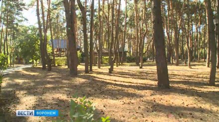 К реконструкции парка «Танаис» в Воронеже приступят не раньше 2020 года