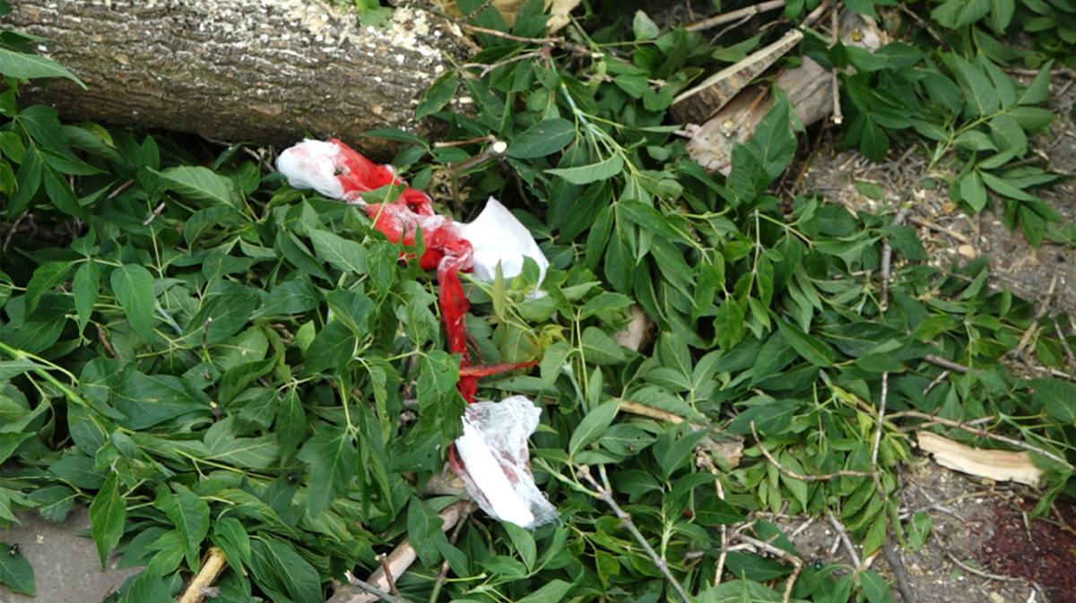 В центре Воронежа на девушку упало дерево | 21.06.2024 | Воронеж -  БезФормата