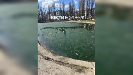 Воронежцам назвали причину массовой гибели рыбы в озере на Минской