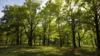 Под Воронежем участок земли в 333 га с ценными деревьями вернули в госсобственность