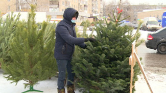 В Воронеже открыли ёлочные базары