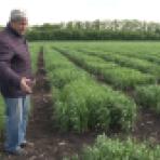 Воронежские селекционеры начали выводить устойчивые к морозам сорта пшеницы