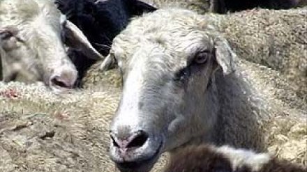 На посту ДПС в Богучаре задержаны фургоны с животными