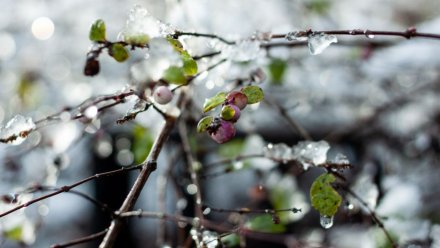 Штормовое предупреждение объявили в Воронежской области из-за заморозков