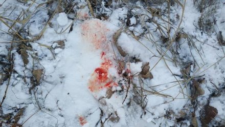 Дело об убийстве косули в Воронежской области дошло до суда