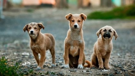 У мэрии Воронежа закончились деньги на отлов бродячих собак