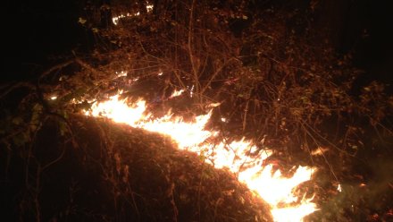 В Воронеже ночью загорелся лес в Нагорной дубраве