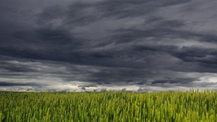 Синоптики рассказали о погоде на последней неделе июля в Воронежской области