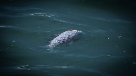 Мёртвую рыбу заметили у берега Воронежского водохранилища