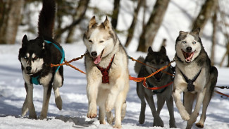 В воронежском Белом колодце откроется парк ездовых собак