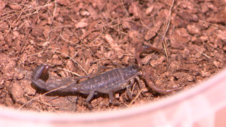В Воронежском зоопарке родились 12 редких ядовитых скорпионов 