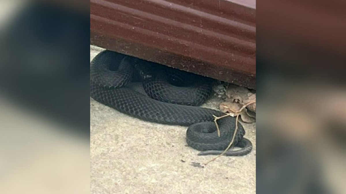 В Воронежской области проснулись гадюки | 05.04.2023 | Воронеж - БезФормата