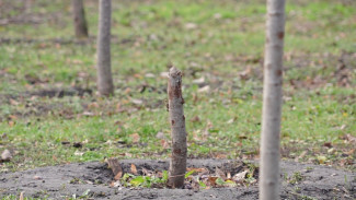 В Воронеже засохла большая часть высаженных в трёх районах деревьев
