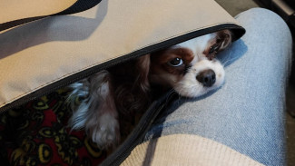 Воронежский вокзал стал лидером по числу питомцев-путешественников