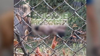 23-летнюю девушку нашли повешенной у воронежского ГАУ