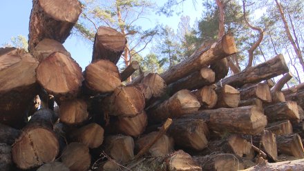 Вырубка Северного леса в Воронеже привела к уголовному делу