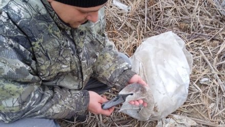 В воронежском райцентре спасли замерзающего одинокого лебедя
