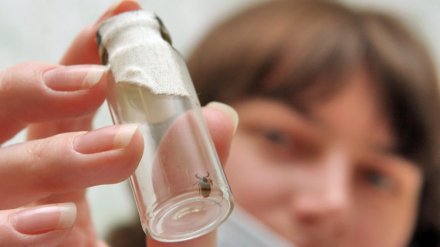 Болезнью Лайма в Воронежской области заразились ещё 17 человек