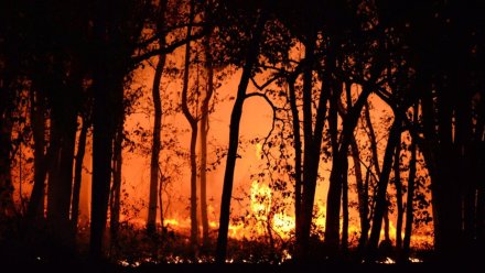 В Воронежской области за сутки произошло 158 пожаров 