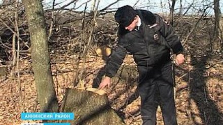 Житель села Никольское Аннинского района срубил восемь дубов