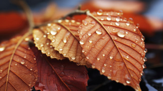 Прогноз погоды в Воронеже на 22.10.2025