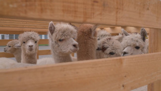 В Воронеж из Чили прибыли 250 альпак