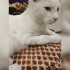 История с искалеченными котами под Воронежем обернулась полицейской проверкой