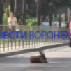 В Воронеже рядом с Северным лесом нашли оленёнка с перебитой ногой