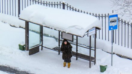 Общественники: в Воронеже на обновлённый маршрут №49м не вышла ни одна маршрутка