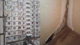 «Квартиры в грибке». Воронежцы пожаловались на адские условия в многоэтажке
