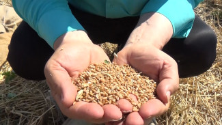 Два новых сорта пшеницы начали выводить в воронежском научном центре