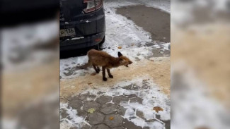 В Воронеже попытаются спасти вышедшего к людям раненого лисёнка