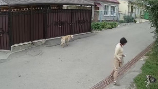 Отравившая несколько собак жительница Воронежа избежала тюрьмы