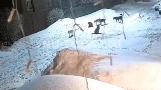 Агрессивные бездомные собаки захватили две улицы в Новой Усмани