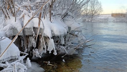 Воронежцы залюбовались «ледяными юбочками» на деревьях и кустах