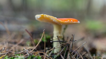 Число погибших от отравления грибами жителей Воронежской области выросло до восьми