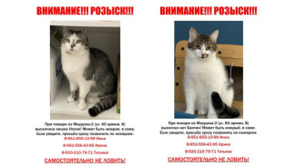 В Воронеже начали поиски сбежавших при пожаре в «Мяуруме» котов