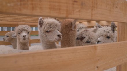 В Воронежской области продали 4 чилийских альпака