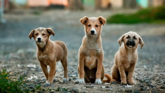 У мэрии Воронежа закончились деньги на отлов бродячих собак
