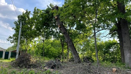 Воронежцы сообщили о вырубке старинного парка рядом со снесённой усадьбой Олениных