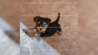 Может лишиться лапы. В Воронеже хозяйка щенка йорка пожаловалась на ветклинику