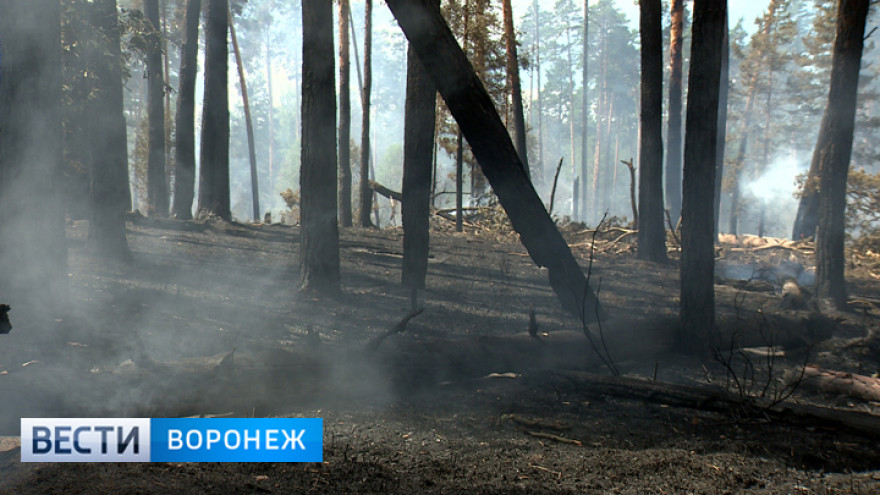 Ущерб от пожара в Воронежском заповеднике превысил 6,5 млн рублей