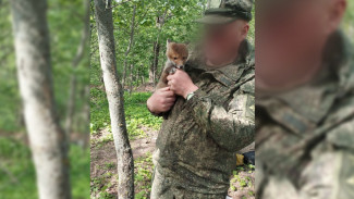 Бойцы СВО из Воронежской области приютили лисёнка