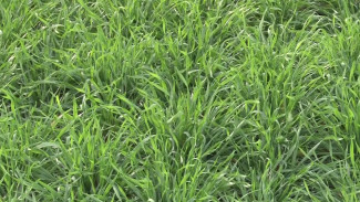 Посевы озимой пшеницы в Воронежской области оценили на «‎4+»‎